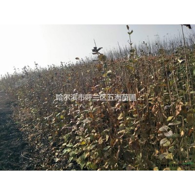 黑龙江哈尔滨苗木基地苗圃出售工程苗；东北连翘1米的，1.2米的-1.5米的
