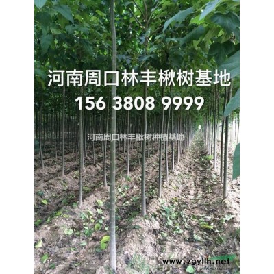 河南国槐价格咨询*选河南周口林丰国槐苗木批发基地