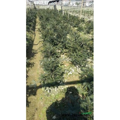 浙江香榧苗，1-2年香榧苗100000棵--诸暨香榧苗