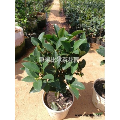 供红肉苹果接穗