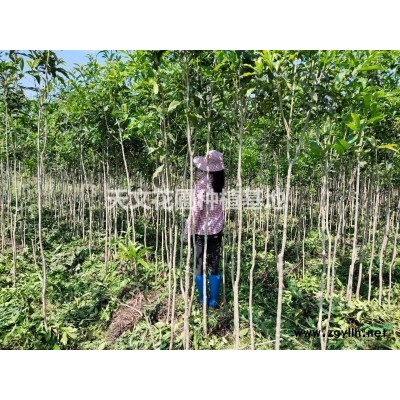 江西赣州苗木供应