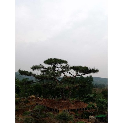 景观松造型油松 造型黑松 造型赤松 盆景松