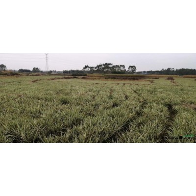 供应山管兰银边草地苗