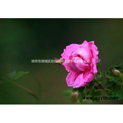 大量供应冠幅60，高度一米以上绿化玫瑰苗四季玫瑰中天玫瑰