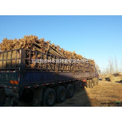 北京杨大量处理