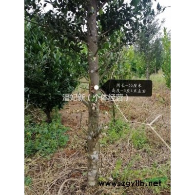 竹柏◆广东湛江雷州供应，约500棵，周长约20至43厘米左右