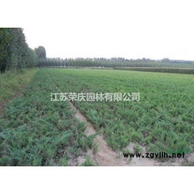 江苏落羽杉-江苏落羽杉、促销价格、产地货源