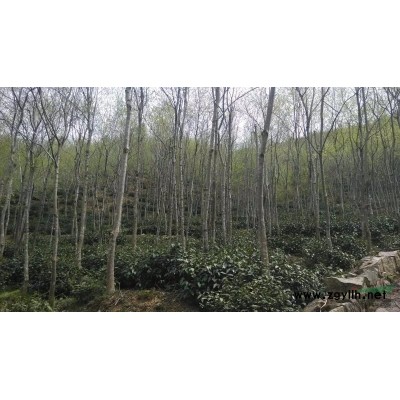 安徽米径6到15公分杜仲树