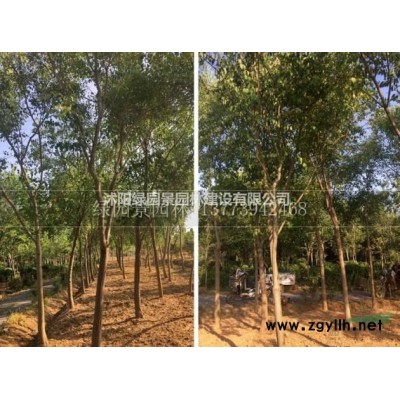 江苏供应青枫/江苏地径5-12公分价格/10公分青枫报价