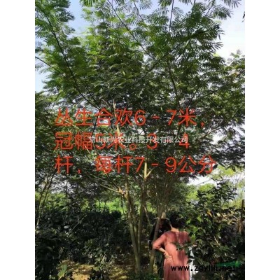 栀子花球