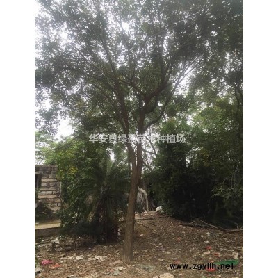 福建黄金香柳批发/供应