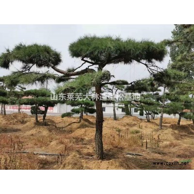 景观松，泰山迎客松，造型油松，造型黑松，造型松，平顶松、黑松