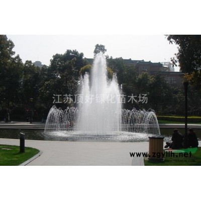 蜀桧图片\蜀桧报价