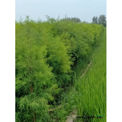 信阳市淮滨县保友落羽杉基地