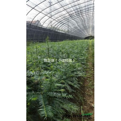 香榧苗 浙江香榧苗 浙江香榧苗价格