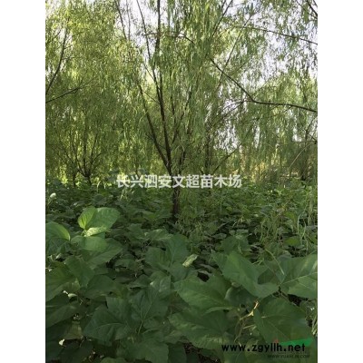 长兴水杉，水杉价格，供应水杉