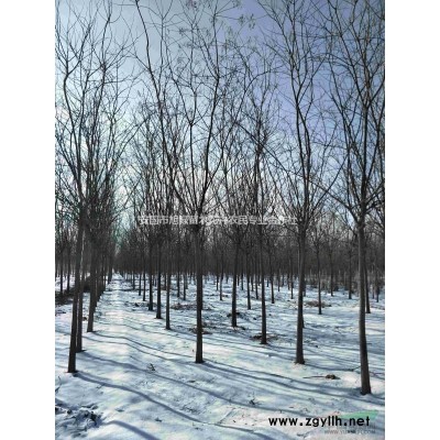 供应  金丝垂柳  金枝垂柳   规格*  金丝柳树价格
