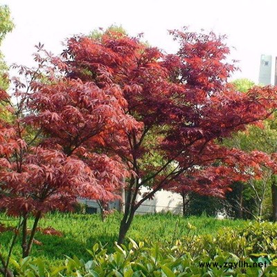 水杉胸径10-25公分木瓜胸径12-16公分北京大苗圃基地