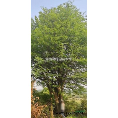 供应红花继木造型树桩，造型红继木，造型红花继木桩景