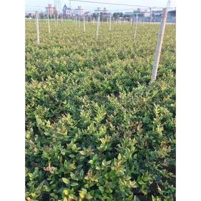供应红花继木毛球，红花继木球P120-200专供