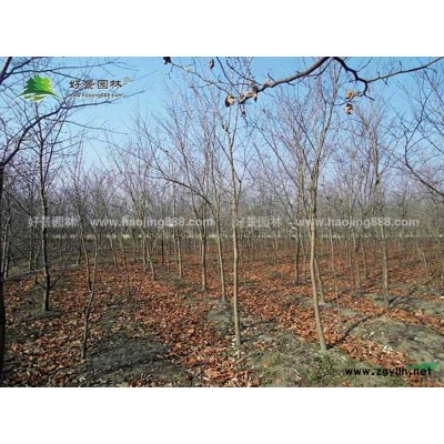红花继木球价格_红花继木球产地_红花继木球绿化苗木苗圃基地