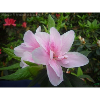 湖南 红花继木，红花继木球 供应