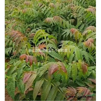 红油香椿苗、清香苗、桔子苗、桉树苗、板栗苗、核桃苗、青椒苗