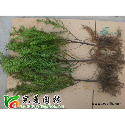 红花继木_红花继木球