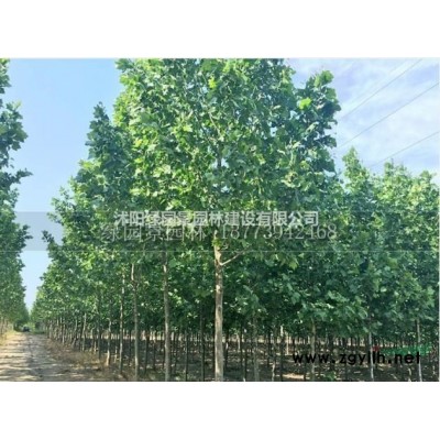 沭阳绿园景园林苗木基地/供应红花继木球/价格/产地直销/图片