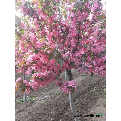 北美海棠，大量种植，多重规格公分，欢迎老板来视察！