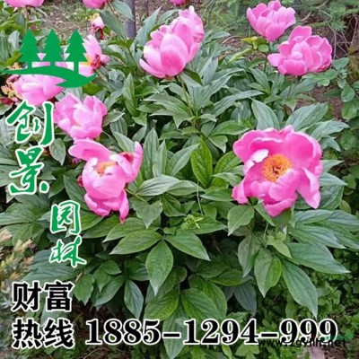 红花继木 红花继木球 常年出售优质苗木 沭阳基地直供