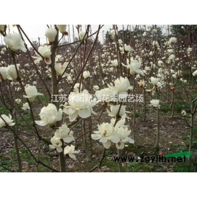 沭阳红花继木球基地 大量供应红花继木小苗多少一株图片