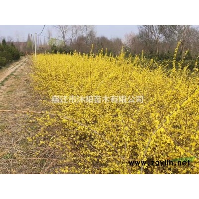 矮麦冬价格_矮麦冬图片_矮麦冬产地_矮麦冬绿化苗木苗圃基地