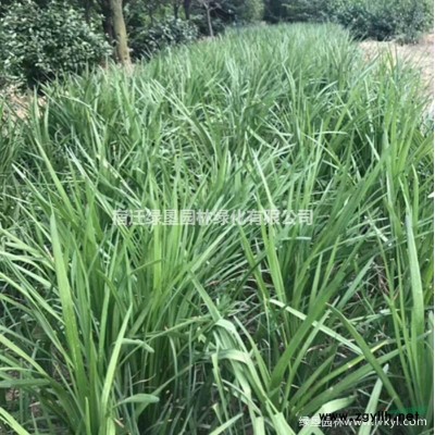 红玉兰·红玉兰图片·红玉兰种植基地