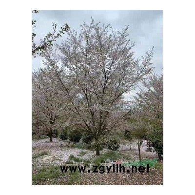 供鸡爪槭红枫红梅日本樱花八月桂垂丝海棠西府海棠无患子