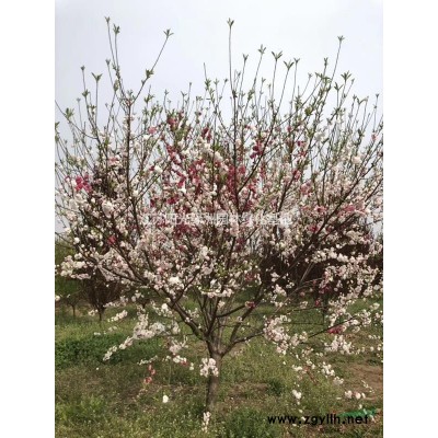 江苏紫玉兰介绍/特征/用途