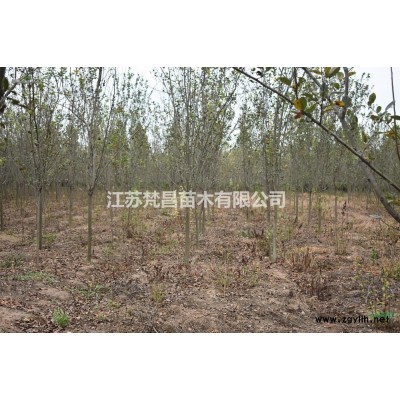 中山杉_中山杉小苗_中山杉工程苗_园林绿化