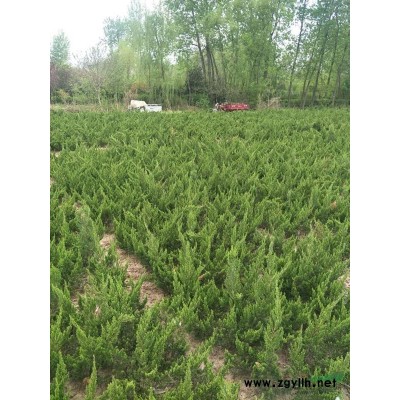 江苏[产品]/江苏紫玉簪   青叶玉簪基地价格/报价 花叶玉簪