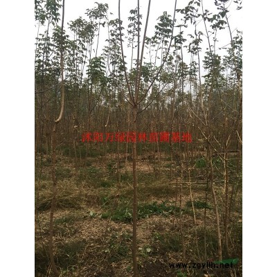 万绿园林金边玉簪价格_金边玉簪产地_金边玉簪绿化苗木苗圃基地