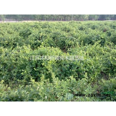 龙柏球基地 低价供应各种规格龙柏球 基地直销