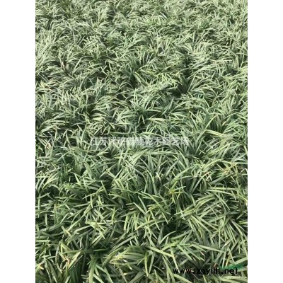 鸡爪槭 图片_鸡爪槭 产地_鸡爪槭 绿化苗木