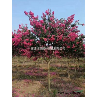 金叶榆·金叶榆图片·金叶榆种植基地