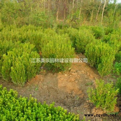 供应结香木绣球木香斗球