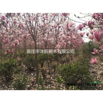 丹桂价格_丹桂图片_丹桂产地_丹桂绿化苗木苗圃基地