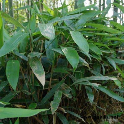 水杉价格_水杉基地_水杉产地_水杉绿化苗木苗圃基地