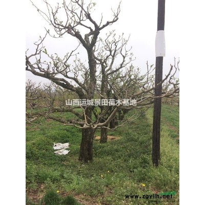 哪里有卖白皮松的？白皮松主产基地地区？矿山绿化白皮松