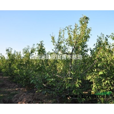 山桃基地·山西山桃产地·运城市山桃种植基地