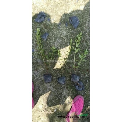 大小规格浙江营养袋亮晶女贞球基地