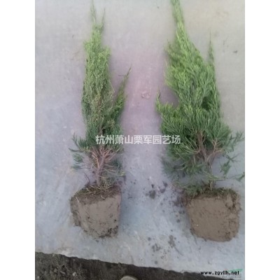 萧山金丝桃毛球供应基地