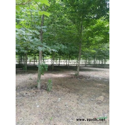 供丛生青枫与丛生大红梅出售